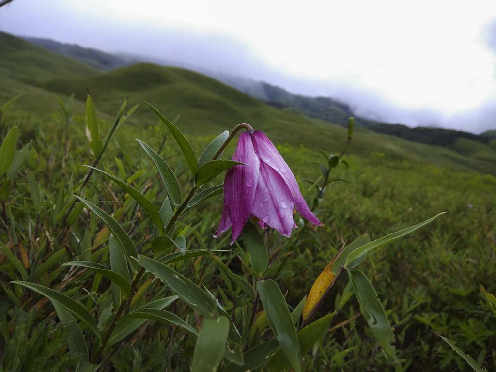 dzukou lily flowers in monsoon